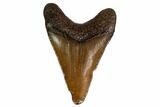 Juvenile Megalodon Tooth - Georgia #158824-1